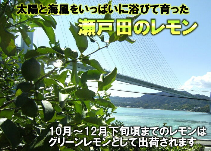 レモン 秀品 10kg 国産レモン 瀬戸内レモン 瀬戸田レモン ロック