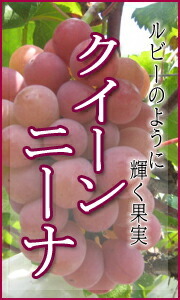 クイーンニーナ