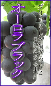 オーロラブラック