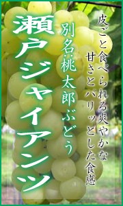 瀬戸ジャイアンツ