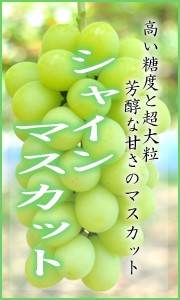 シャインマスカット