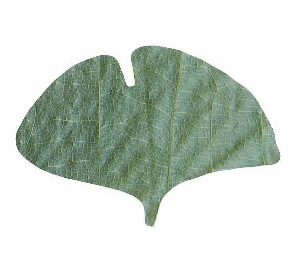 Yahoo! Yahoo!ショッピング(ヤフー ショッピング)ヤマコー（Yamaco） プチ干朴葉懐敷 緑 銀杏型 入数：1セット（50枚入） 23922（QHO1103）