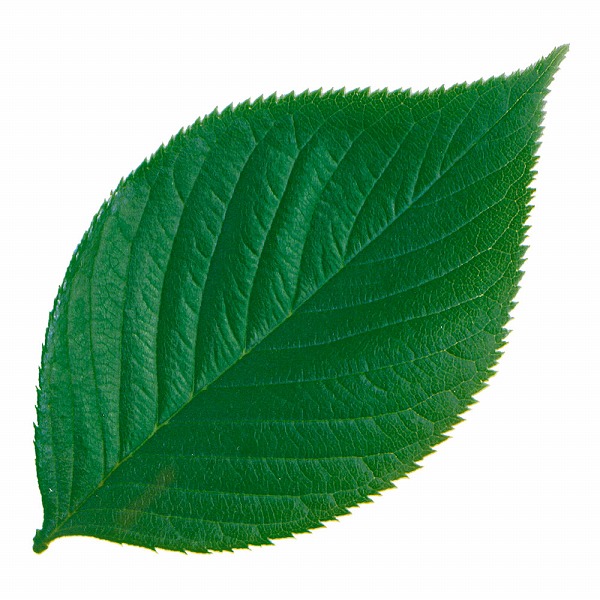 ヤマコー(Yamaco) 型抜きクリアシート 木の葉 入数：1セット(200枚入) 65787(QKL1902)