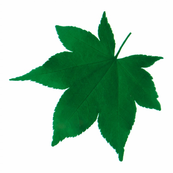 ヤマコー(Yamaco) 型抜きクリアシート 青もみじ 入数：1セット(200枚入) 65366(QKL2002)