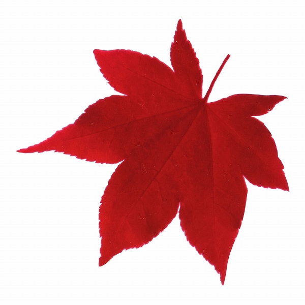 ヤマコー(Yamaco) 型抜きクリアシート ミニ・赤もみじ 入数：1セット(200枚入) 65785(QKL2201)