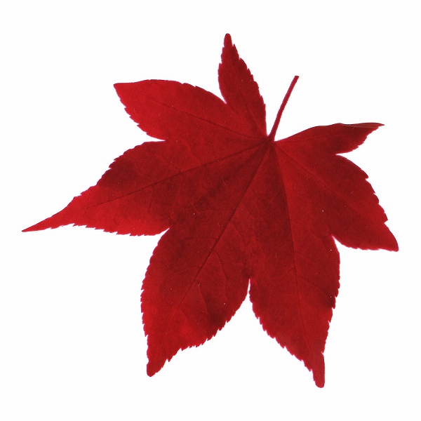 ヤマコー(Yamaco) 型抜きクリアシート 赤もみじ 入数：1セット(200枚入) 65368(QKL2202)