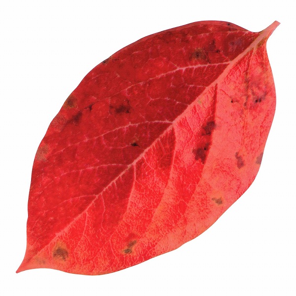 ヤマコー(Yamaco) 型抜きクリアシート ミニ・柿の葉 入数：1セット(200枚入) 65786(QKL2301)