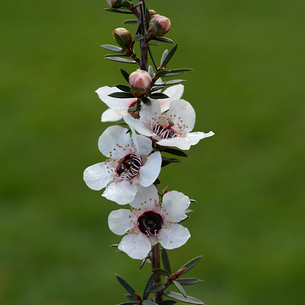 マヌカの花