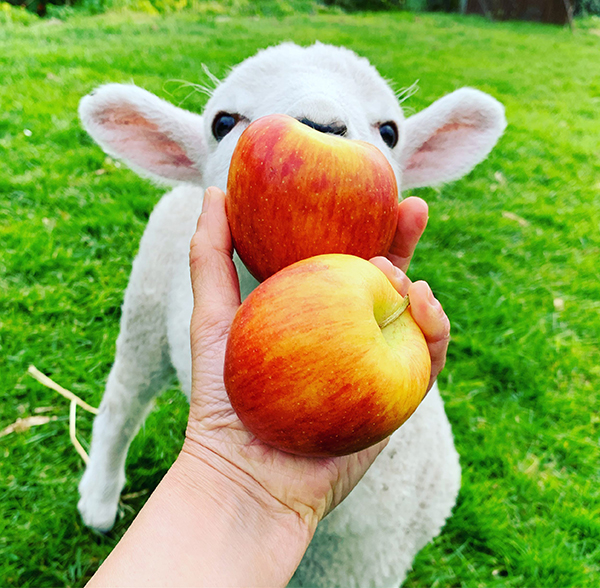 ニュージーランド産リンゴと羊のマヌカ。