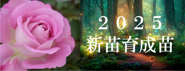 バラ苗 新苗育成苗 18cmポット ハロー スワロー : Apple Roses