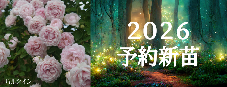 バラ苗 A12 バラ苗 A12