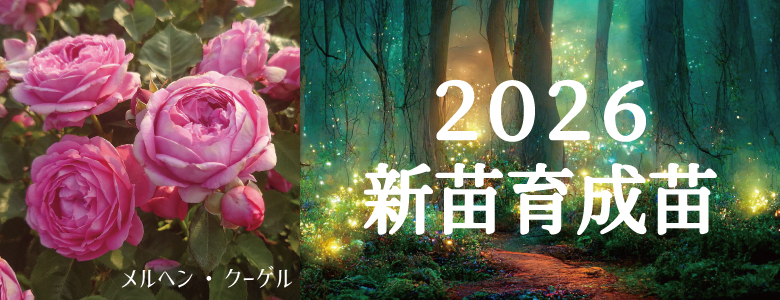 バラ苗 新苗育成苗 18cmポット 花千鳥 : Apple Roses - 通販 - Yahoo