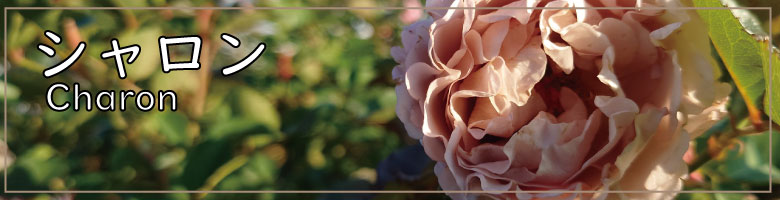 Apple Roses - Yahoo!ショッピング