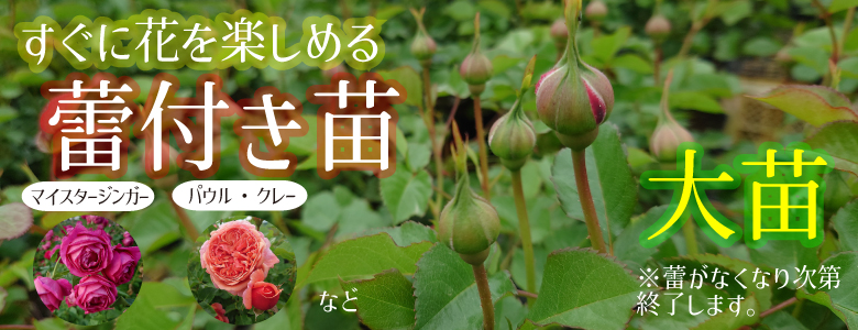 Apple Roses - Yahoo!ショッピング
