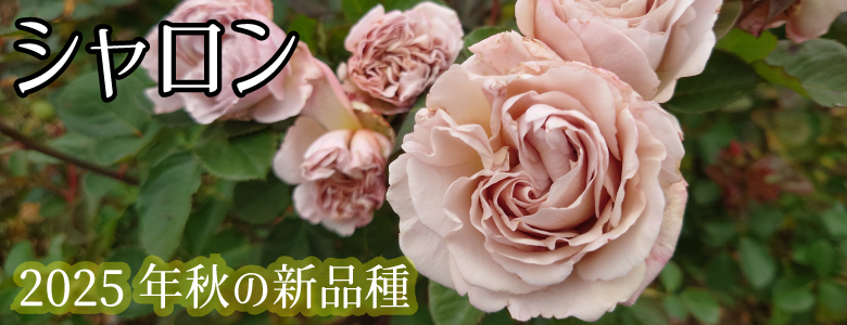 Apple Roses - Yahoo!ショッピング