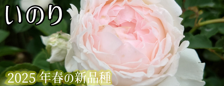 Apple Roses - Yahoo!ショッピング
