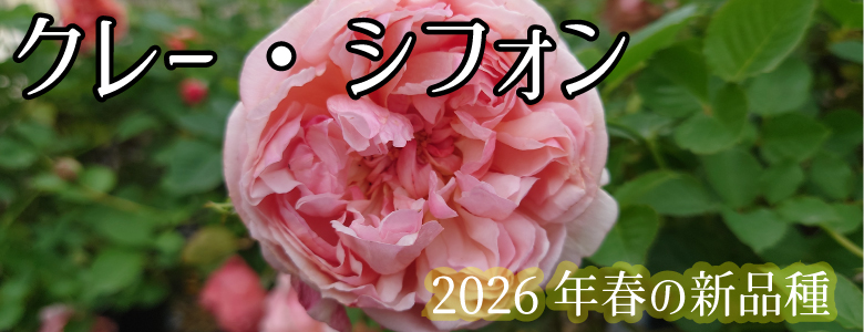 Apple Roses - Yahoo!ショッピング