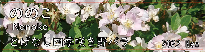 上質で快適 バラ苗 ナイト サーカス お届け 新苗育成苗6号ポット植え 花・観葉植物