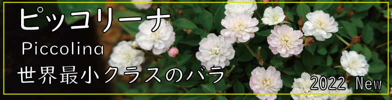 高級な バラ苗 ナイト サーカス お届け 新苗育成苗6号ポット植え