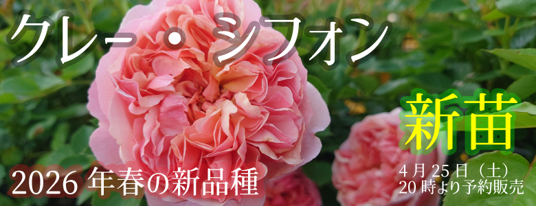 Apple Roses - Yahoo!ショッピング