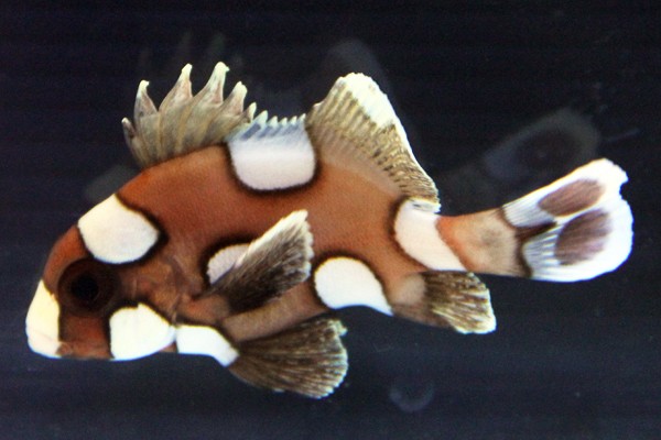 チョウチョウコショウダイ 約7cm トリートメント済 状態良好 アクアエンゼル 通販 Yahoo ショッピング