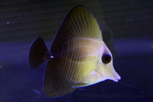 ゴマハギ 約4cm トリートメント済 状態良好 アクアエンゼル 通販 Yahoo ショッピング