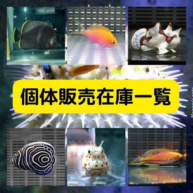アクアギフト - Yahoo!ショッピング