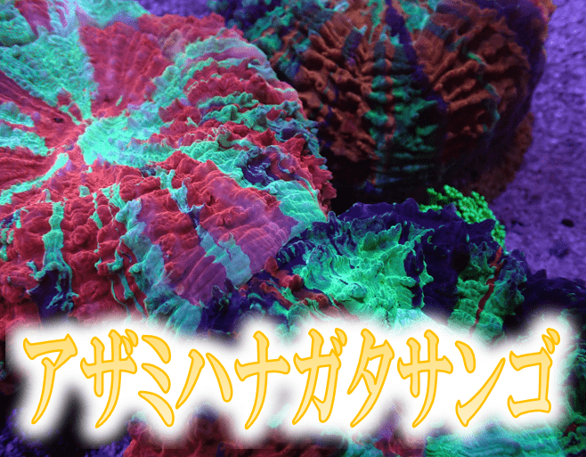 No.1 Grafted montipora ultra frag|SPS ハードコーラル アクアスタイルユー サンゴ 通販 販売 ASY :  p9300383 : アクアスタイルユーYahoo!店 - 通販 - Yahoo!ショッピング