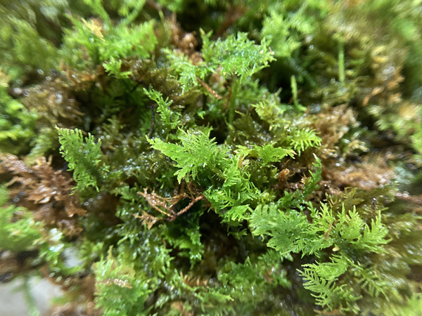 観葉植物