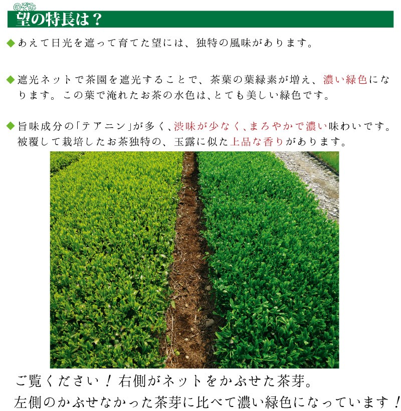 お茶 緑茶 静岡茶 深蒸し茶 日本茶 茶葉 国産品 カテキン 牧之原