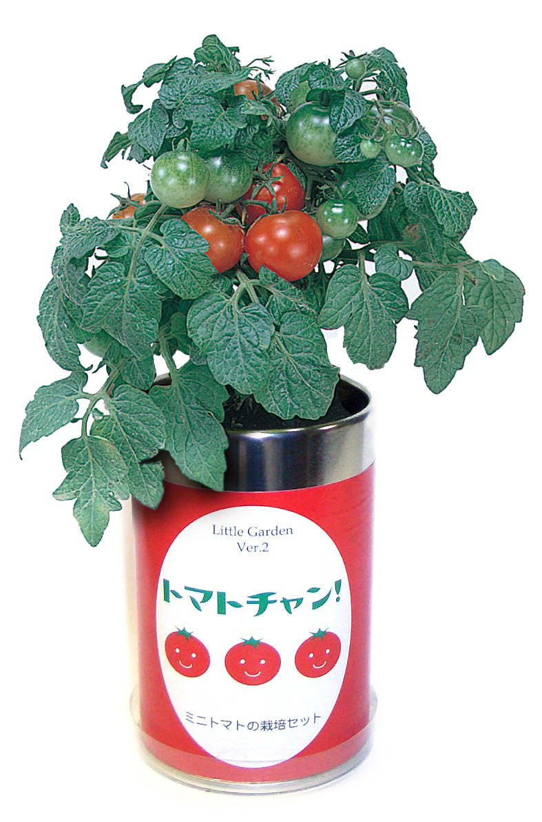 リトルガーデンVer．2 トマトチャン 栽培セット 栽培キット