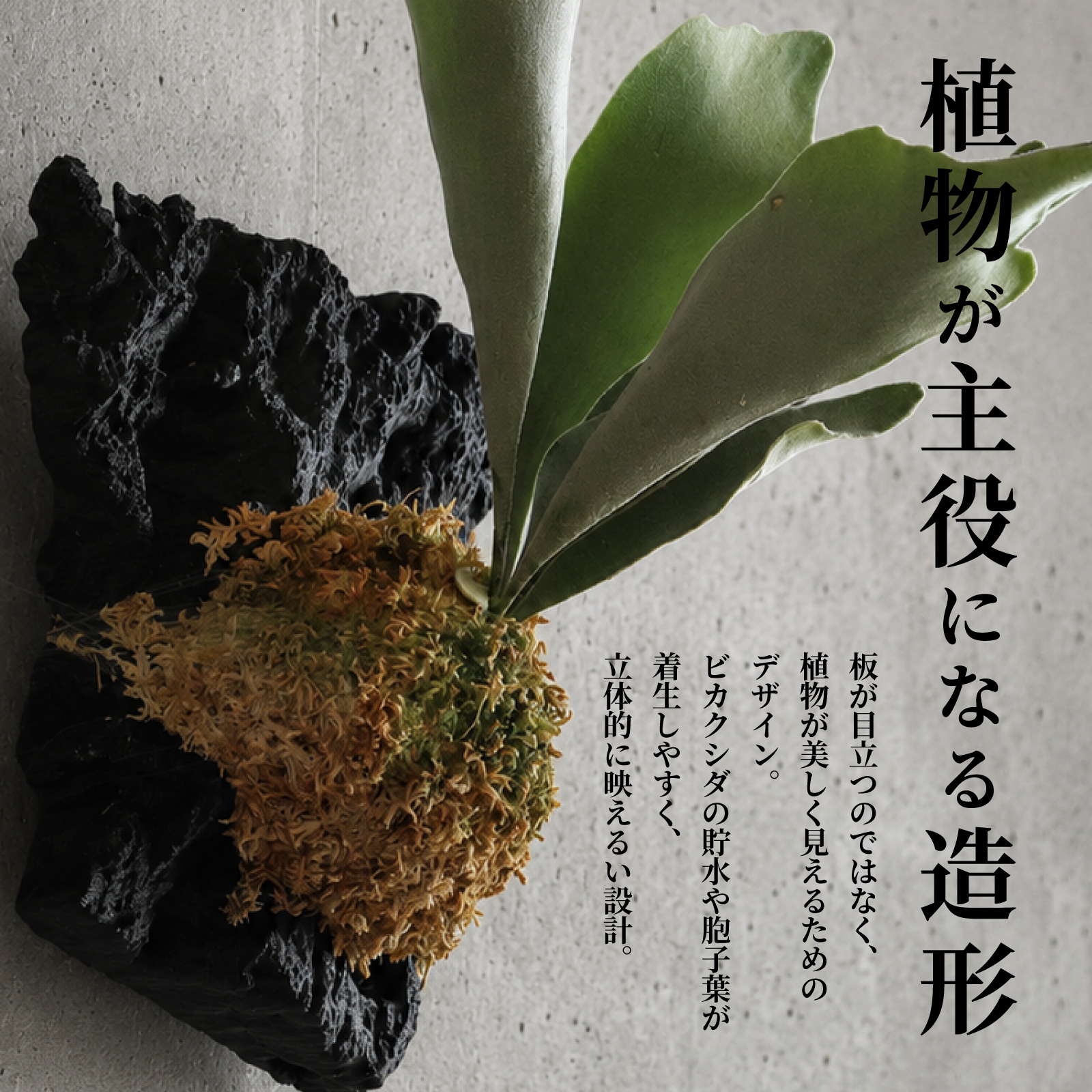 残像・幻影】ビカクシダ 着生板 板のみ コウモリラン 板付 壁掛け