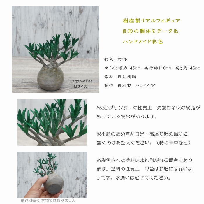 フェイクグリーン 3D フィギュア パキポディウム グラキリス Overgrow