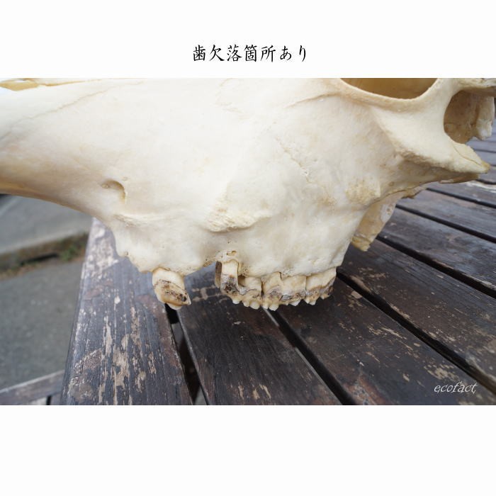 リアルカウスカルヘッド オブジェ 壁掛け 特注ペイント メキシコ リアルカウスカルヘッド オブジェ 壁掛け 特注ペイント メキシコ