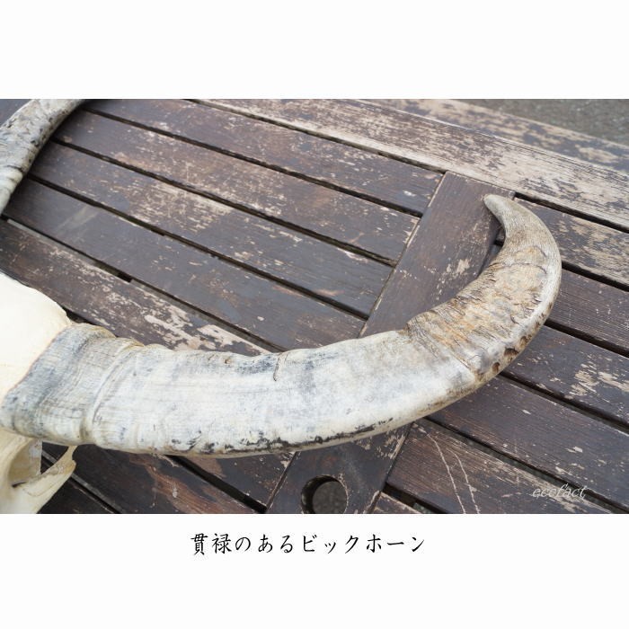 送料無料】リアルカウスカルヘッド オブジェ 角大 壁掛け