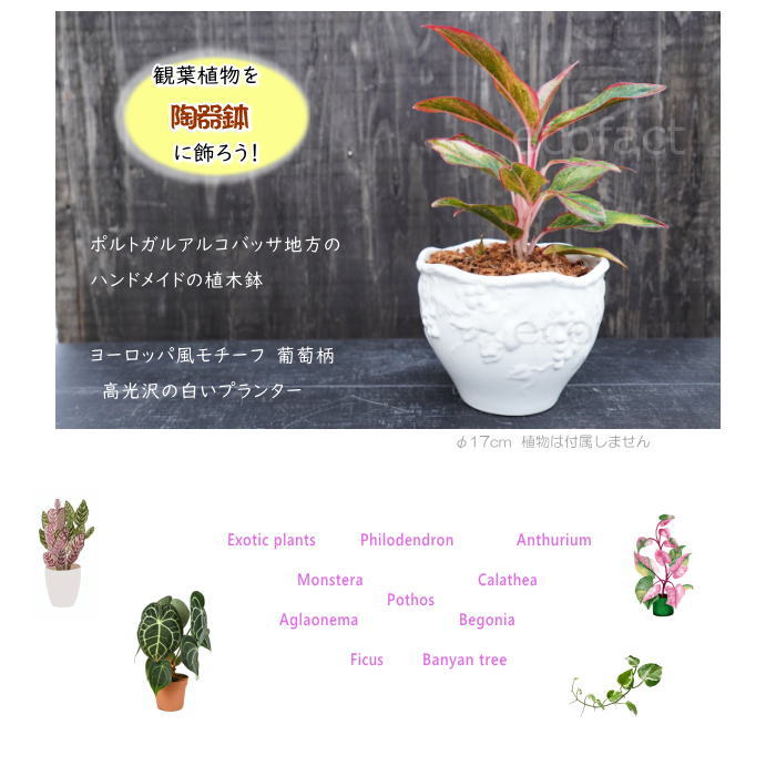 おしゃれ フラワーポット 陶器鉢 植木鉢 ミニポット ホワイト フルーツ