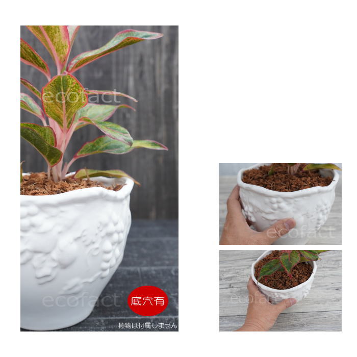 おしゃれ フラワーポット 陶器鉢 植木鉢 ミニポット ホワイト フルーツ