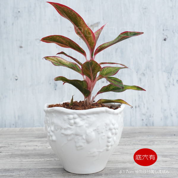 レリーフ彩花鉢 盆栽鉢 磁鉢山野草鉢 多肉植物 植木鉢 小品大品盆栽鉢陶器鉢置物 おしゃれ フラワーポット 陶器鉢 植木鉢 ミニポット ホワイト フルーツ