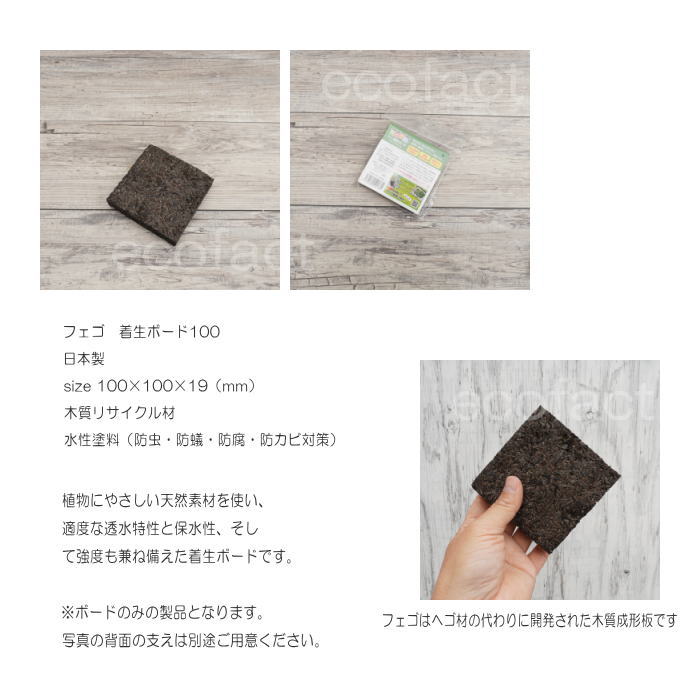 コウモリラン 板付け ビカクシダ 板 ヘゴ代用品 フェゴ 養生