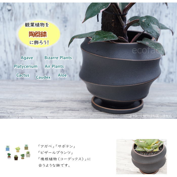 陶器鉢 植木鉢 ミニポット 底穴あり 皿付 ループ φ19cm