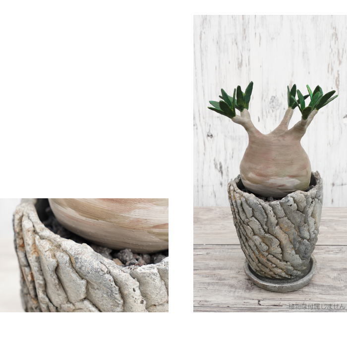 最終値下げ】手作植木鉢 陶器鉢 LLサイズ (塊根植物 アガべ