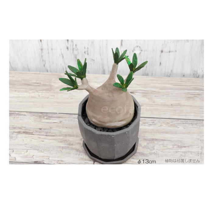 陶器鉢 植木鉢 ミニポット 底穴あり 皿付 粗目十角 黒 φ13cm