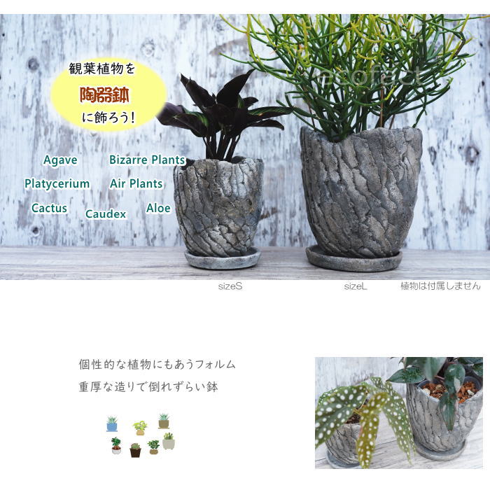 セメント鉢 植木鉢 ミニポット 底穴あり 皿付 クリフS φ12.5cm