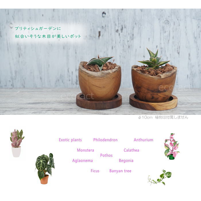 チーク エッグカップ (1個 )木製 鉢 鉢カバー 植木鉢 ミニポット 皿