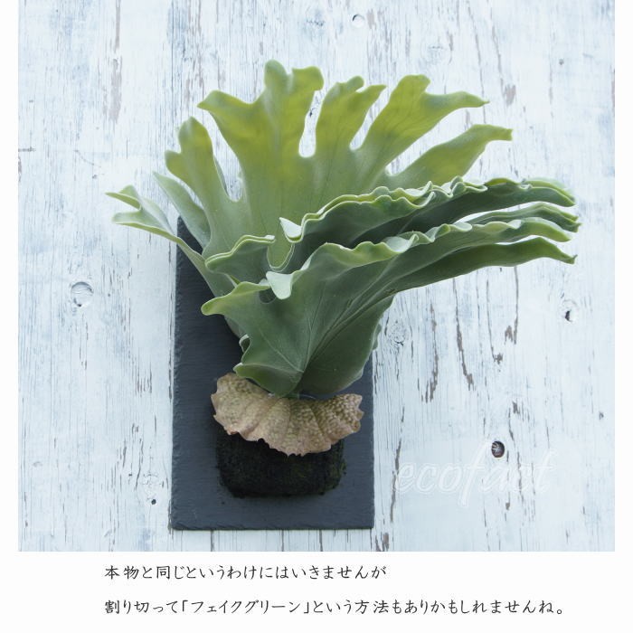 光触媒　人工観葉植物　ウォールグリーン　フェイクグリーン　コウモリランデコ 壁掛け コウモリラン インテリアグリーン 光触媒加工 造花