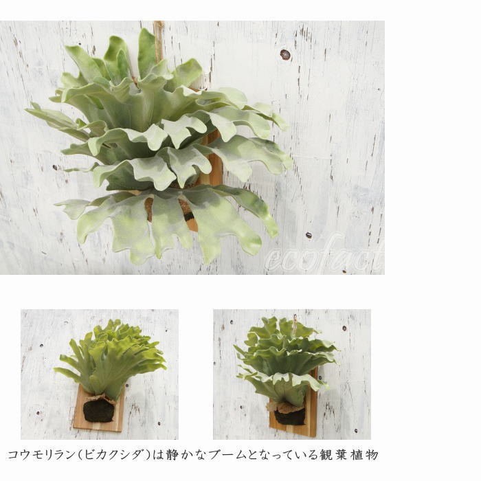 フェイクグリーン ハンギング 大型 壁掛け コウモリラン（ビカクシダ