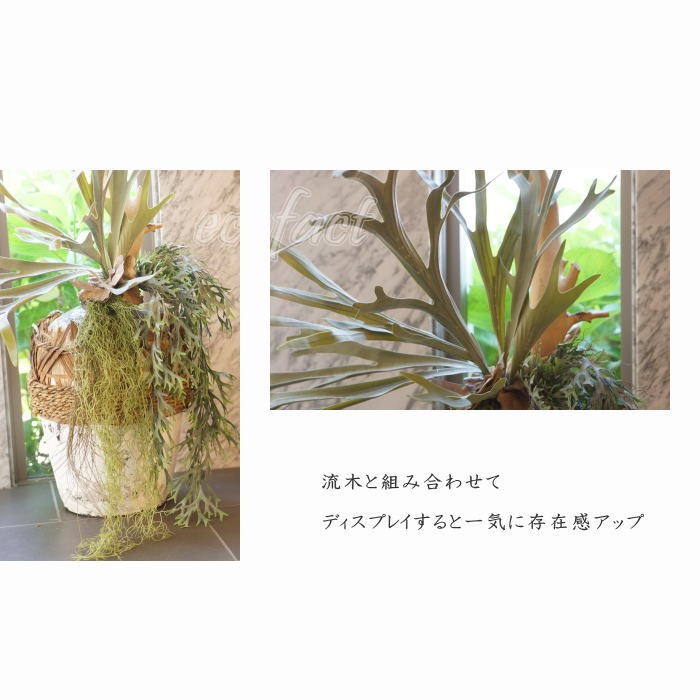 大株ビカクシダ 壁掛け 観葉植物 フェイクグリーン(人工観葉植物)】ビカクシダと多肉植物の壁掛け ビカクシダ