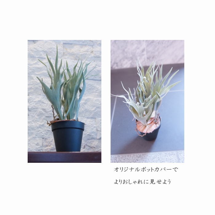 フェイクグリーン コウモリラン コロナリウム（ビカクシダ）32cm