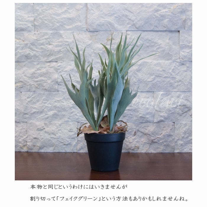 フェイクグリーン コウモリラン コロナリウム（ビカクシダ）32cm