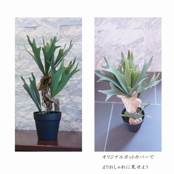 光触媒　人工観葉植物　ウォールグリーン　フェイクグリーン　コウモリラン6060 フェイクグリーン コウモリラン コロナリウム（ビカクシダ）52cm